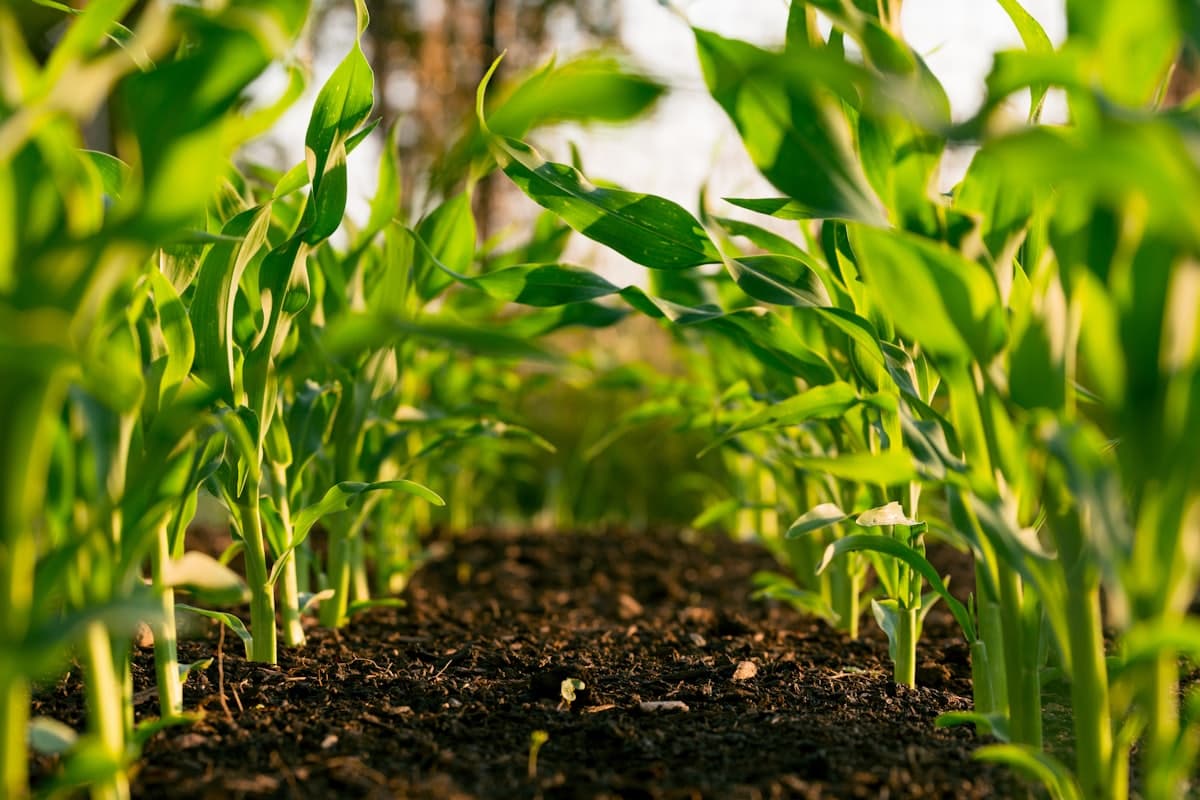 Agriculture & Irrigation